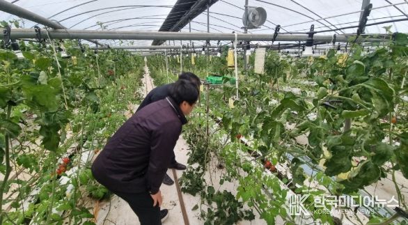 담양군, 토마토뿔나방 확산 방지 ‘총력’