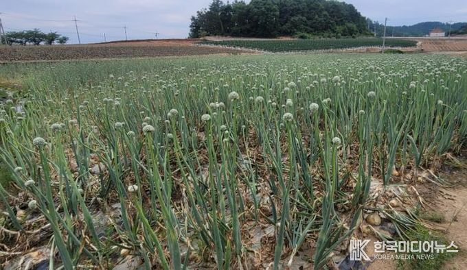 농작물 피해 사진