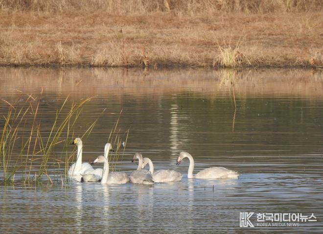 순천만 큰고니, 연꽃 복원습지에서 먹이활동 시작