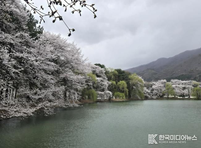 가평군, 옛 내수면연구소 벚꽃길, 4월20일까지 연장 개방
