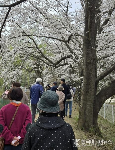 가평군 청평 옛 내수면연구소 벚꽃길, 1만5천명 발길 '성황'