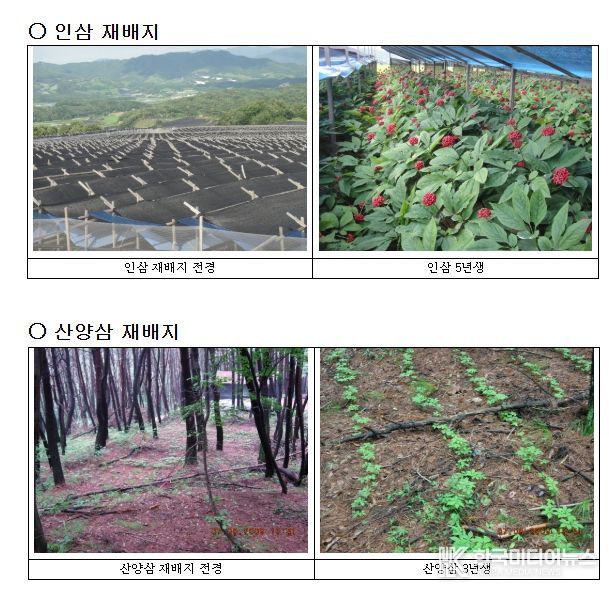 인삼, 산양삼 재배지 전경