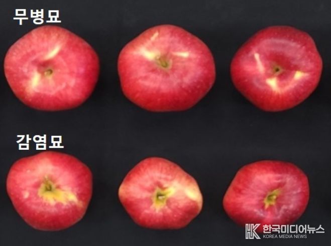 사과 ‘홍로’ 무병묘 효과 비교 사진