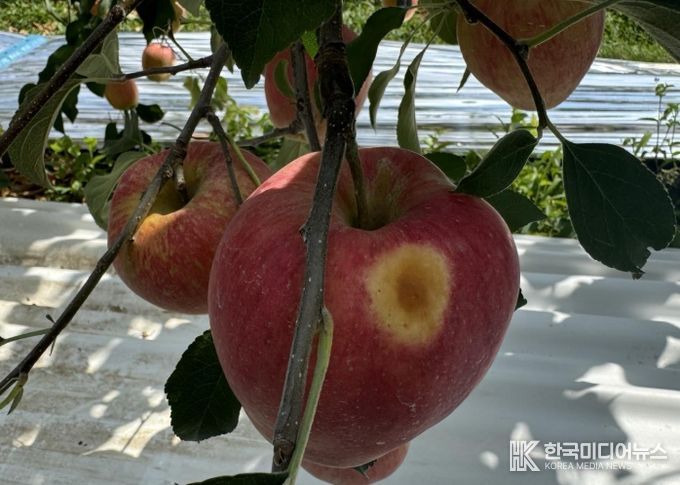 햇볕 데임 피해를 본 사과