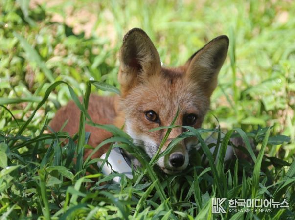 방사개체 자연적응장 활동모습