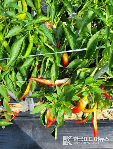 정읍시농업기술센터, 고추 수확기 폭염·집중호우 피해 예방 당부