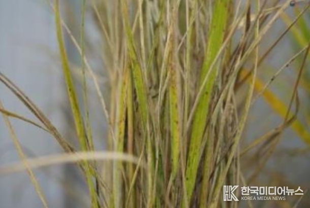 벼멸구에 의한 고사