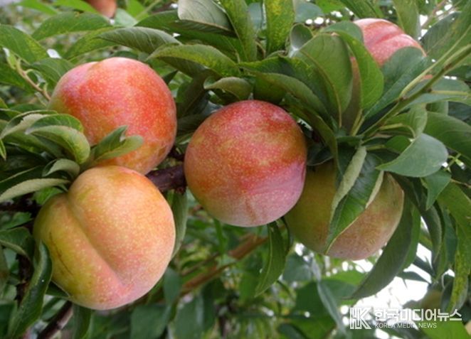 만생종 ‘추희’