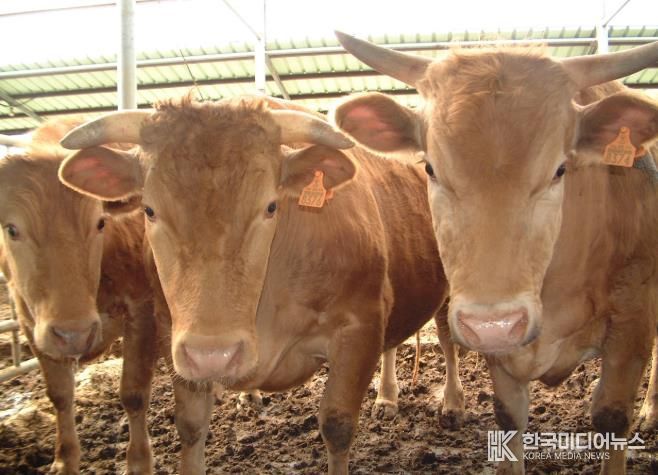 순창군, 폭염·폭우 대비 가축 피해 예방 총력 대응