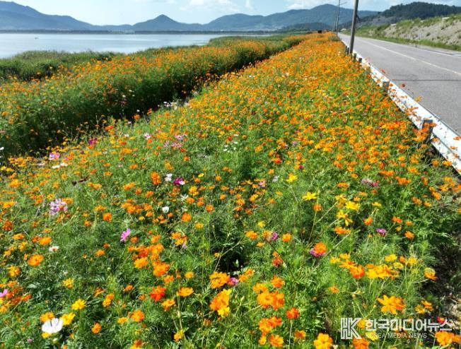 진도군 나리방조제, 만개한 꽃 물결… 가을 정취 물씬