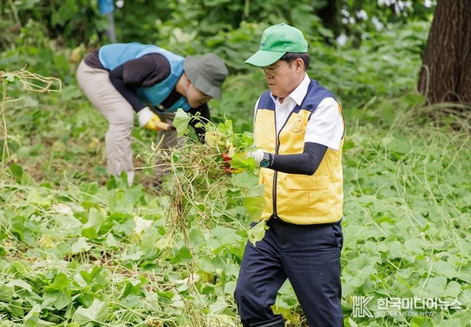진교훈 서울 강서구청장(오른쪽)이 강서습지생태공원 일대에서 환경 단체 등과 함께 생태계 교란종인 환삼덩굴과 가시박을 제거하고 있다.