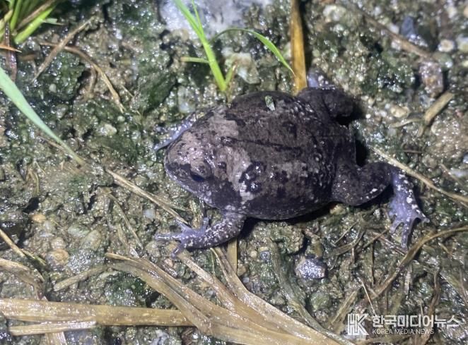익산 왕궁에 멸종위기 맹꽁이 돌아왔다