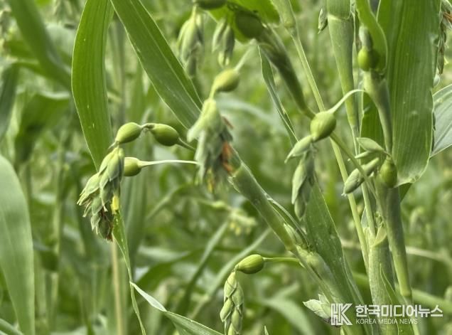 국내 최대 율무 산지 연천군, 올해 햇곡 수확 앞둬