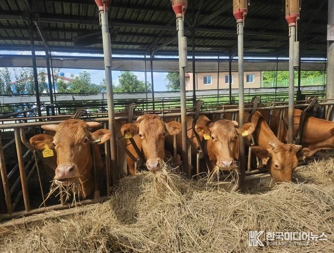 안성시, 25년 저탄소 축산물 인증 14농가 선정