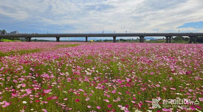 나주시, 영산강 따라 흐르는 1억 송이 코스모스 장관