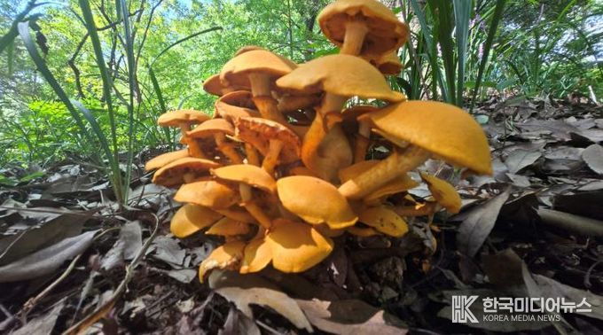야생버섯 사진-갈황색미치광이버섯