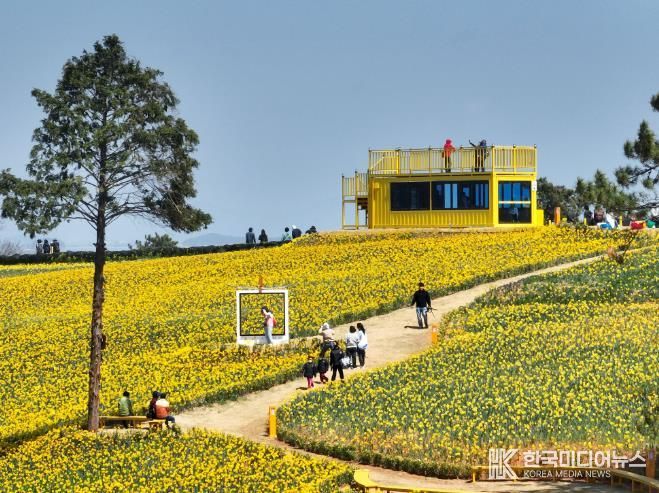 종자산업기반구축 공모사업-신안 선도 수선화 축제 사진