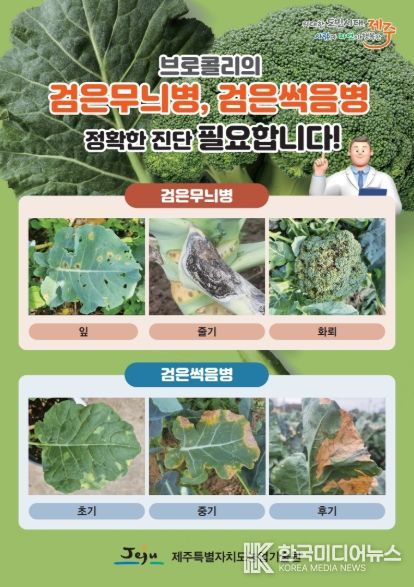 검은무늬병·검은썩음병 진단 리플릿