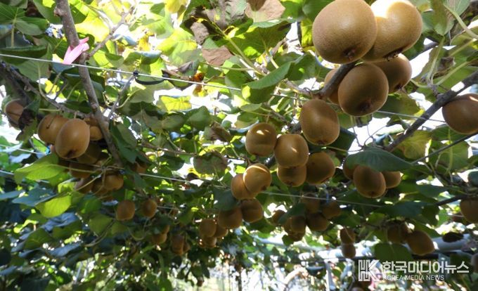 ‘감황’ 재배 모습