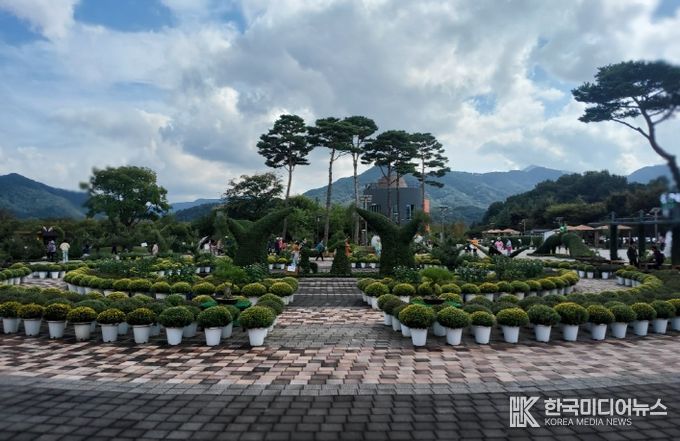 거창창포원 작년 국화사진