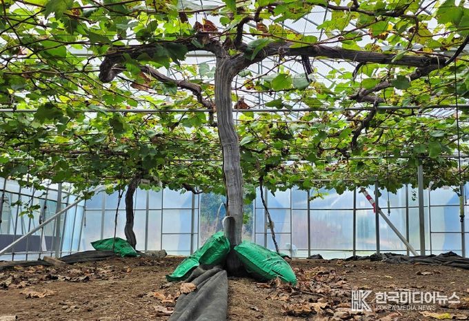 충북농기원, 가을비 뒤 포도 과원 관리주의 당부