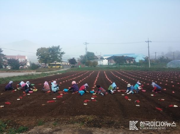 충북농기원, 가을철 마늘 파종 준비 철저 당부
