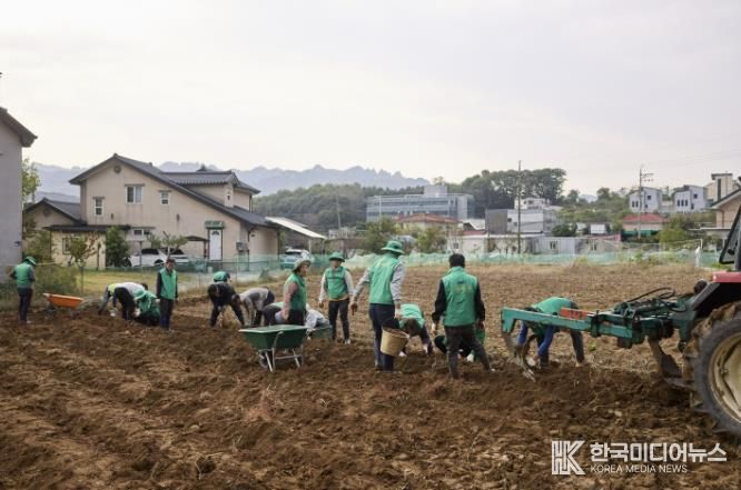 양주시 장흥면 새마을회, 이웃돕기 기금마련을 위한 고구마 수확 행사 성황리 개최