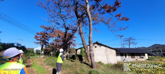 포항시가 2025년 하반기 위험목 제거사업으로 생활권 위험목을 제거하고 있다.
