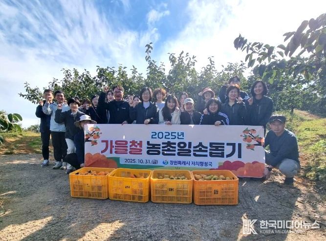 자치행정국 단감 수확 일손돕기
