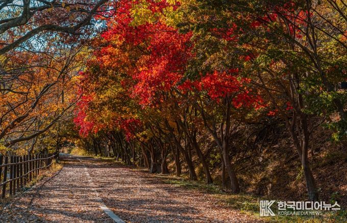 울긋불긋 단풍·은빛 억새…빛고을의 가을 파노라마