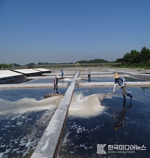 천일염 채취