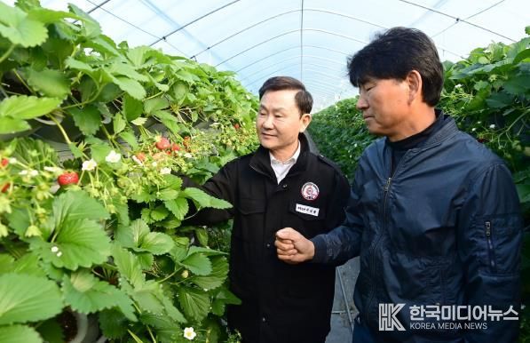 새콤달콤 맛있는 “명품 고령딸기” 첫 수확