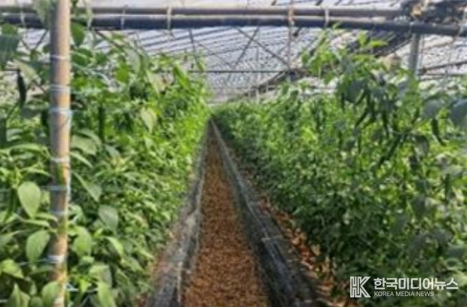 시설고추 재배지