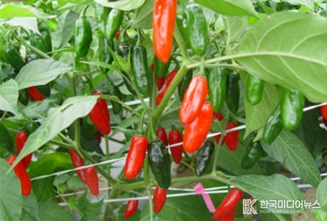 오이모자이크바이러스, 역병, 포티바이러스, 토마토반점시들음바이러스 저항성 자원(IT229195)