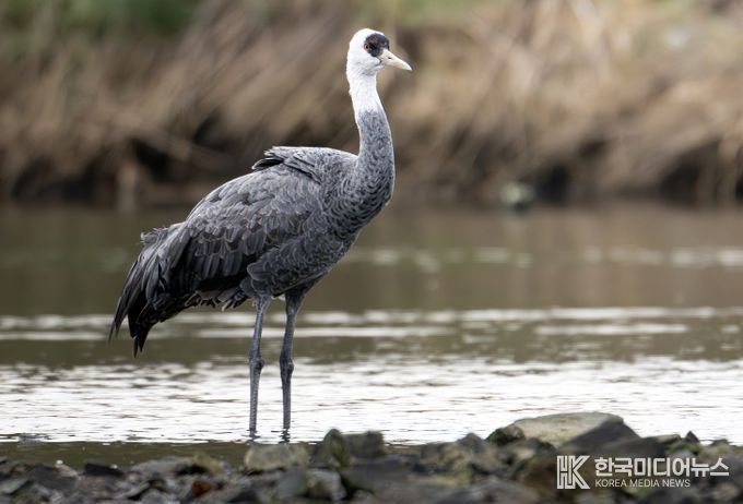 휴식을 취하고 있는 흑두루미(제공 조현표)