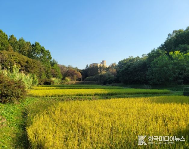 인천대공원 습지가 키운 반디쌀