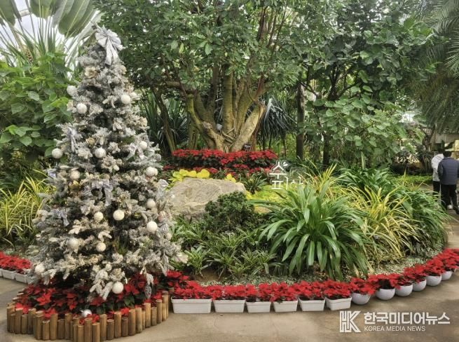 부천호수식물원 수피아 입구 크리스마스 트리 전시 모습