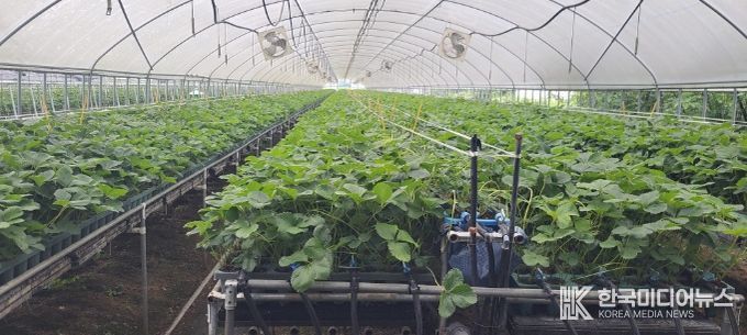 지역특화작목 ‘딸기묘’, 프리미엄 시장 도약 발판