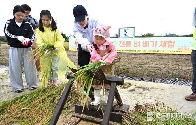 전남도농업박물관- 전통 벼 베기 체험(2025)