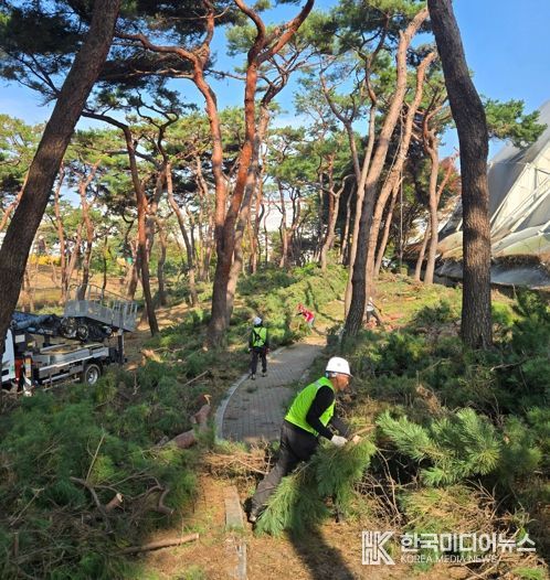 청주시, 솔밭공원 위험목 제거 완료