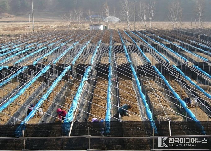 눈이 쌓이지 않도록 차광망을 말아놓은 인삼밭