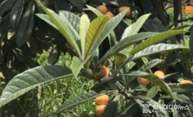 비파 열매와 잎