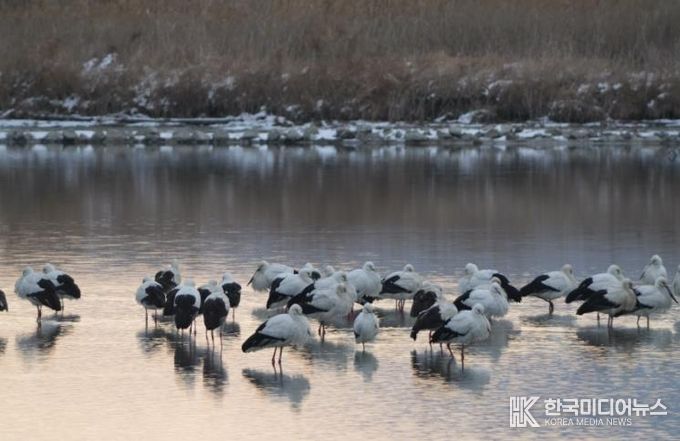 고창 해리천 황새-클로즈업.