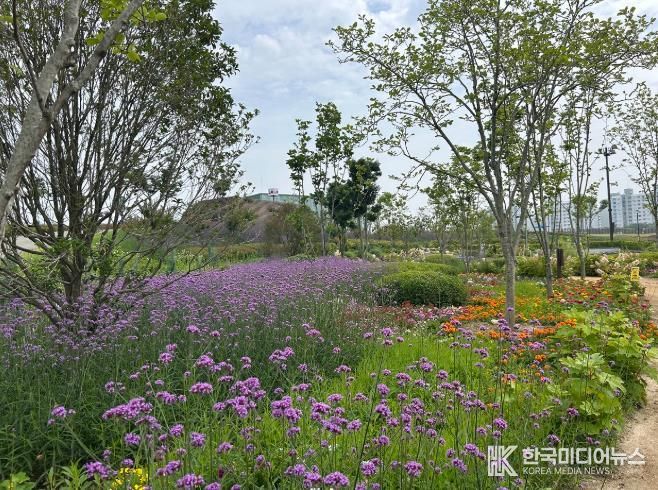 순천시 오천그린광장 내 ‘버들마편초’ 직영재배로 예산 절감