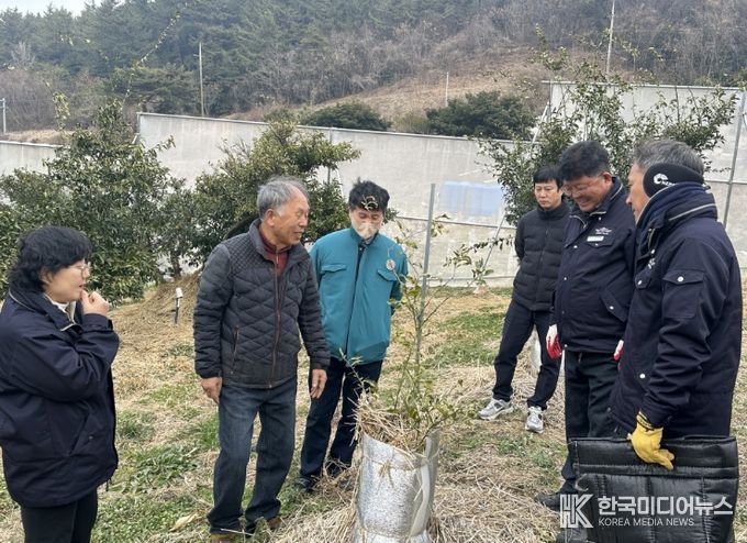 유자 동해 예방 물 주기·토양 피복 기술지도에 총력