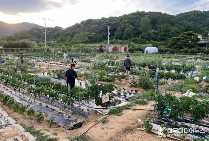 농촌이음텃밭 참여자들이 작물을 재배하고있는 모습