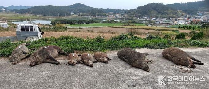 진도군, 야생멧돼지 등 퇴치를 위한 ‘유해야생동물 피해방지단’ 운영