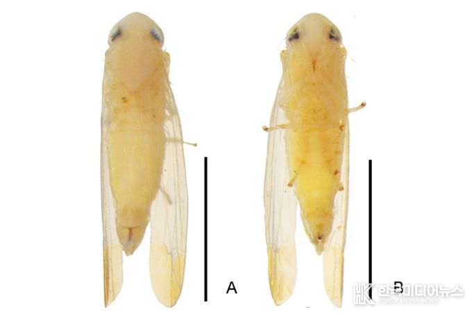 광릉밑굽은애매미충(수컷) 생김새 몸크기 약 3.1mm