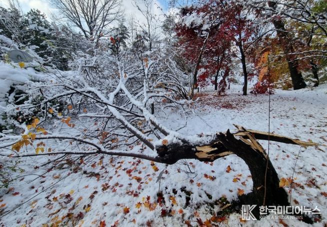 폭설로 나무줄기(수간)가 부러진 신나무