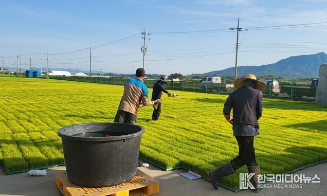 벼 재배 농가들이 벼 생육 초기 병해충 예방과 비래해충 확산 억제를 위해 육묘장 모판에 육묘 상자 처리제를 뿌리고 있다.